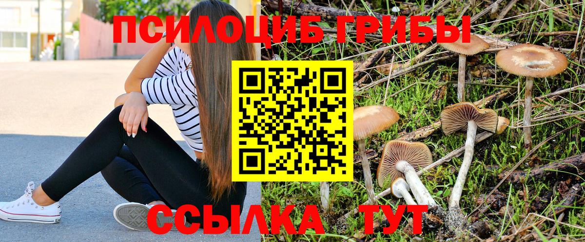 закладки  Вход с VPN  Прохладный  Псилоцибиновые грибы Magic Shrooms 